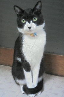 羊毛フェルトオーダーメイド、作品紹介 - FELTPET ATELIER HIRO