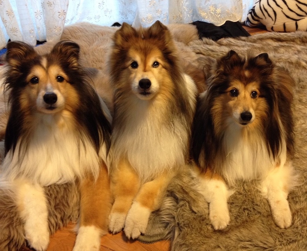 羊毛フェルト、オーダーメイド作品 - FELTPET ATELIER HIRO