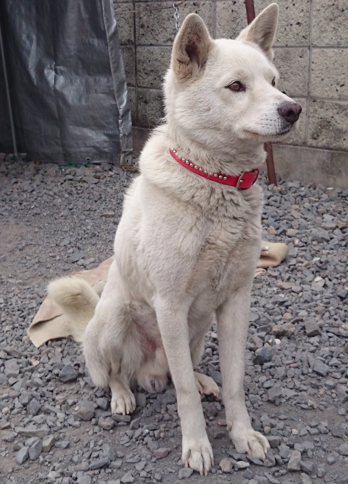 羊毛フェルト作品紹介 - FELTPET ATELIER HIRO